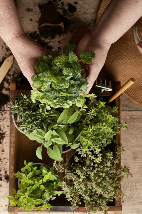 Mediterranean Herb Sauce